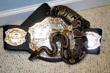 Snake with Goof Belt