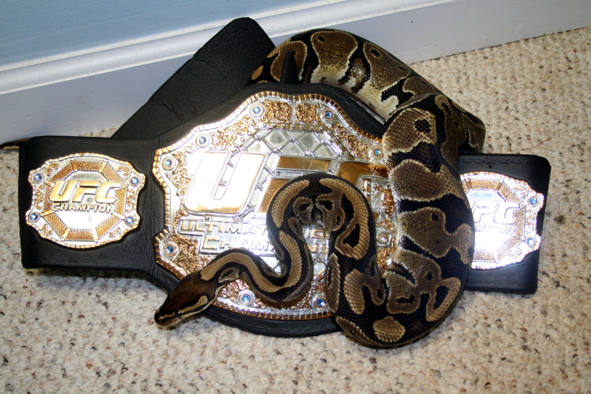 Snake with Goof Belt