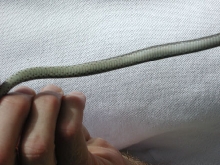 belly of caught snake