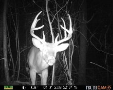Big Buck