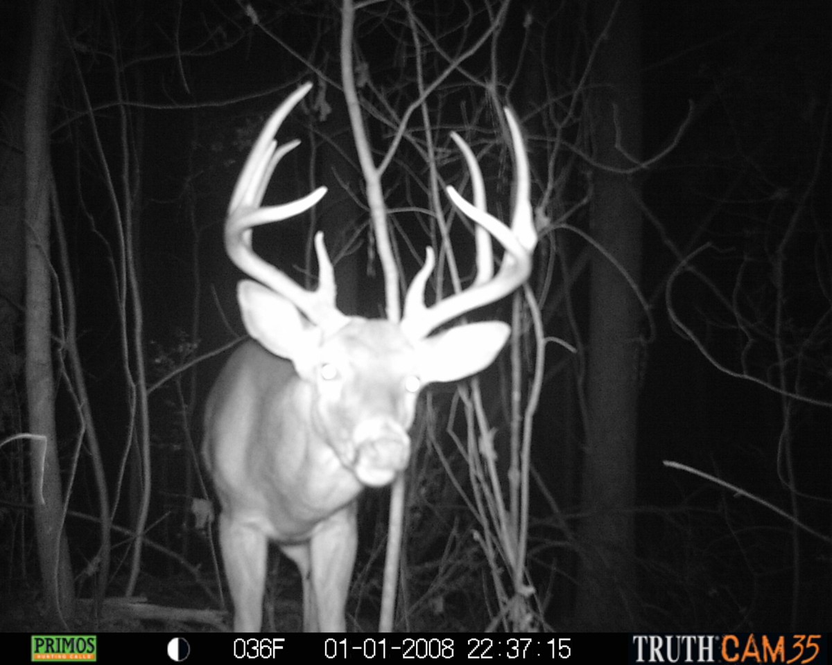 Big Buck