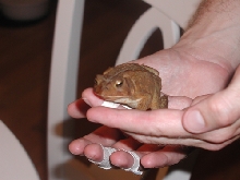 bigger toad GA