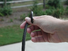 black racer bite