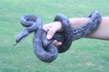 Black Rat Forsyth Cty GA 08 2