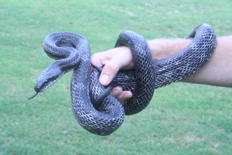 Black Rat Forsyth Cty GA 08 2