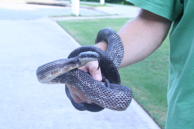 Black Rat Forsyth Cty GA 08 5