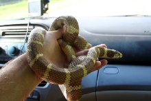 Cal King Coastal 3yr old male
