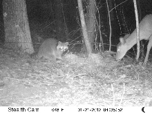 coon doe