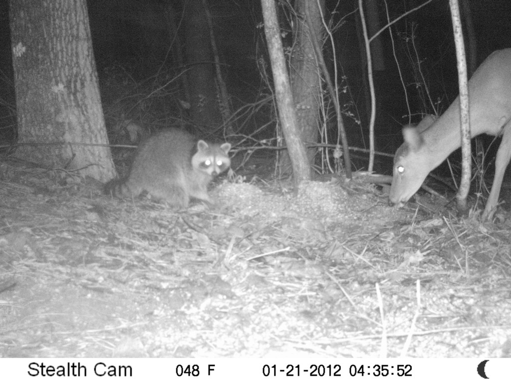 coon doe