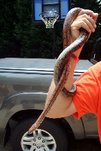WC Forsyth Cty GA Corn 1