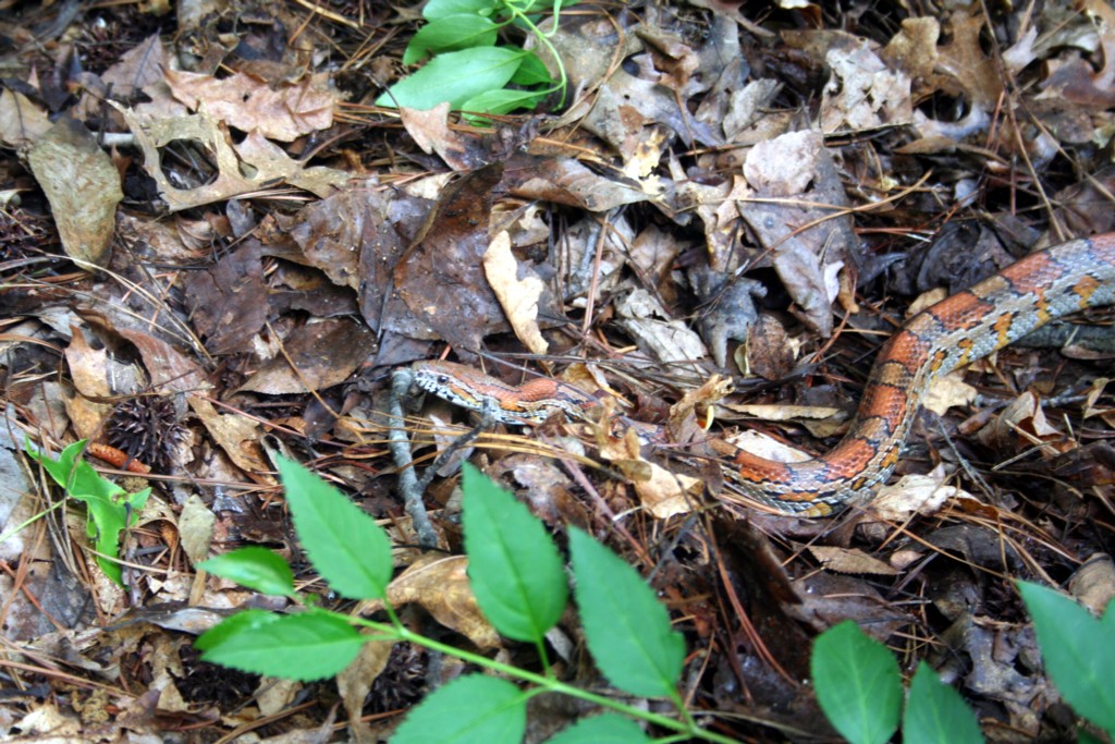 WC Forsyth Cty GA Release 1