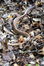WC Forsyth Cty GA Release 2