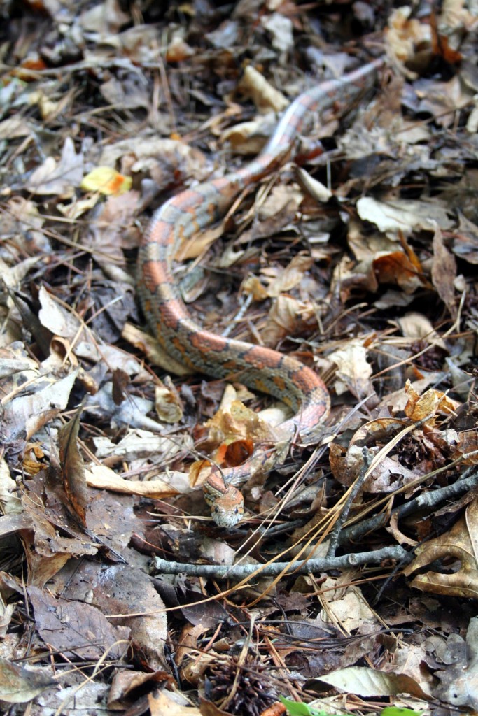 WC Forsyth Cty GA Release 2