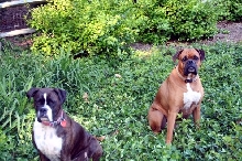 Our boxers
