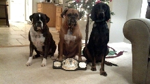 dogs belt