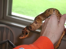WC hognose IL