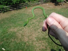Rough Green? Smooth Green?