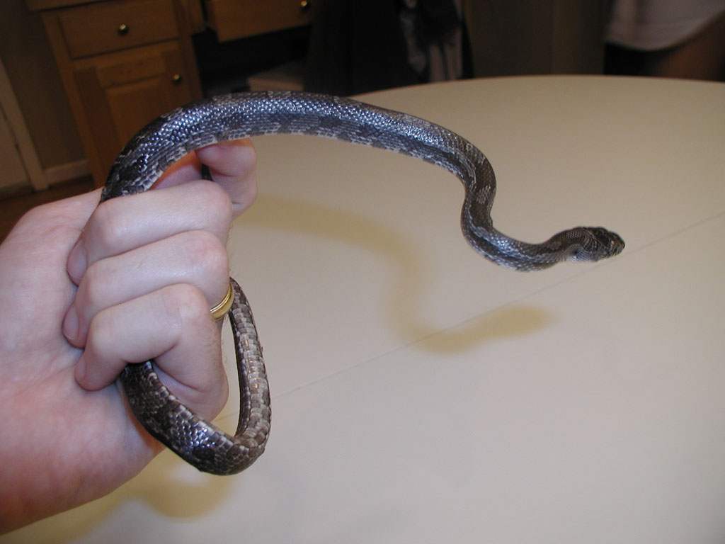 WC grey rat (I assume) North Georgia