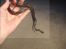WC North GA Grey Rat (?)