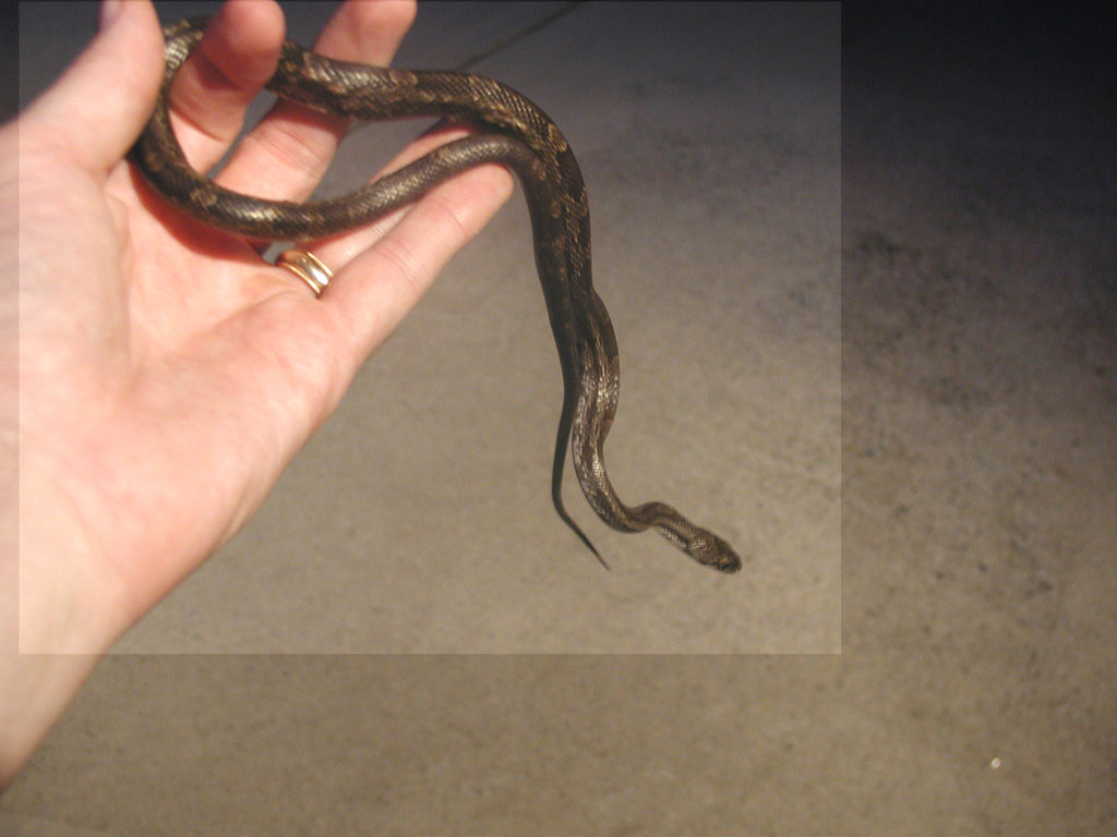 WC North GA Grey Rat (?)
