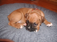 new pup