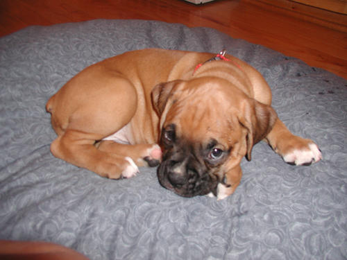 new pup
