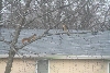 Hawk Squirl
