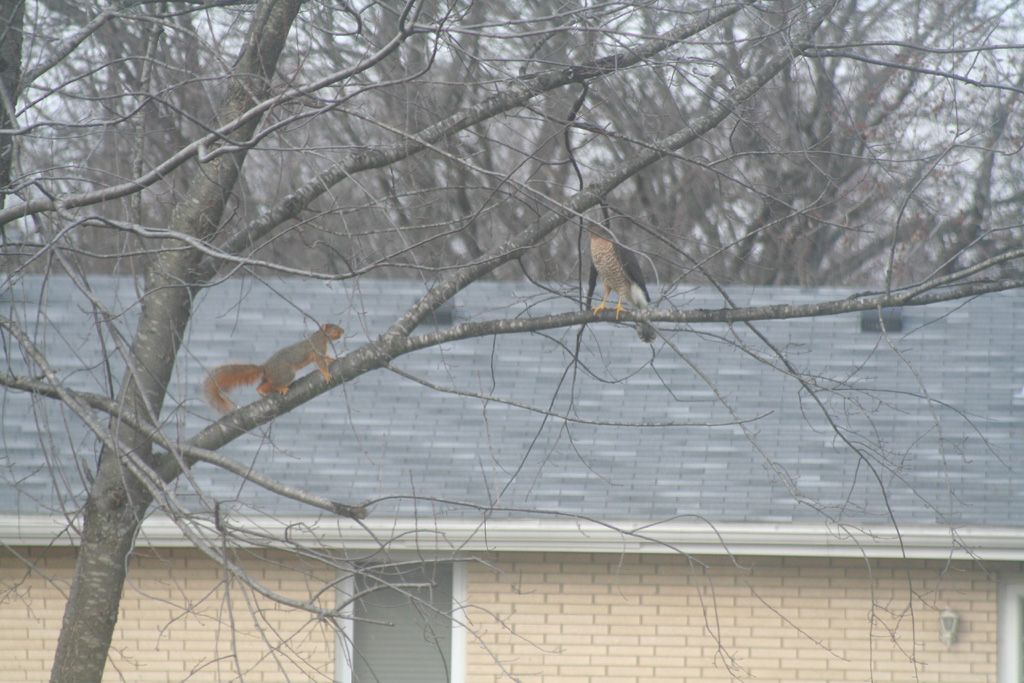Hawk Squirl