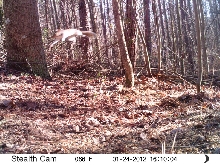 Leaping Squirrel