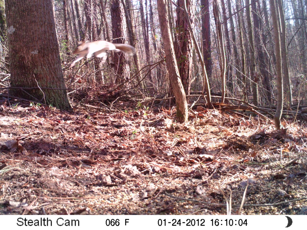 Leaping Squirrel