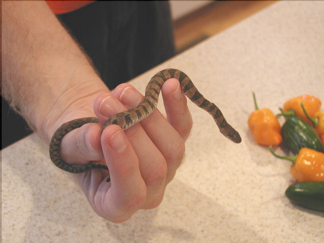 N. Water Snake