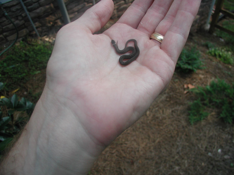 Small Snake found in GA 2 (brown?)