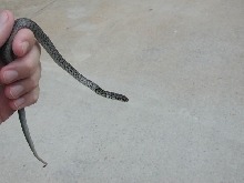 Profile of caught snake
