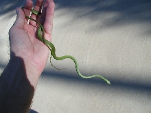 Rough Green N. Ga 2