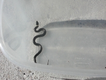 Ringneck caught in GA