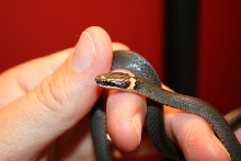 Ringneck North GA 2
