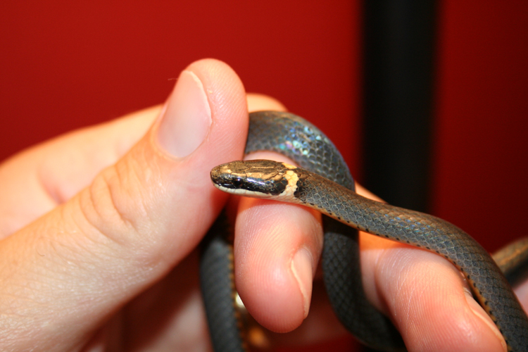 Ringneck North GA 2