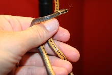 North GA Ringneck 3