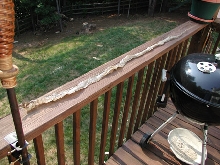 shed found in yard.