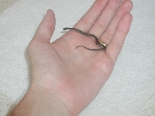 Small Snake found in GA 1 (brown?)