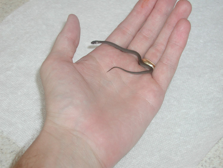Small Snake found in GA 1 (brown?)