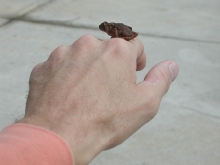 sm toad GA