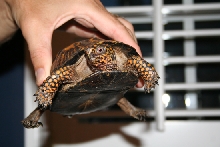 North GA Box Turtle 2