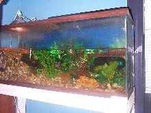 55 Gallon tank