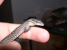 acanthurus hatchling