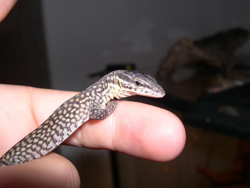 acanthurus hatchling