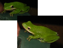 Green Frog