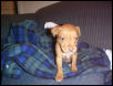 My APBT Sophie