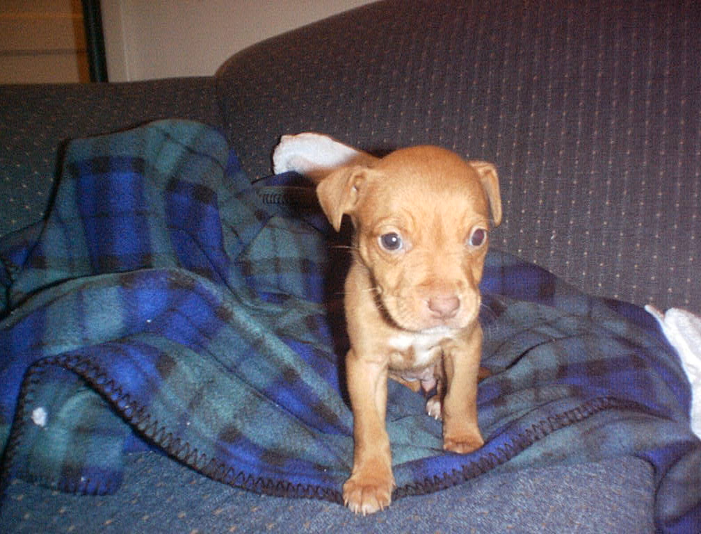 My APBT Sophie