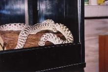 male & female western hognose